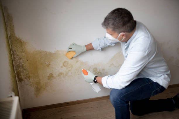 Best Mold Prevention Services  in North Sarasota, FL